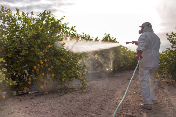 Best Termite Control Services  in Quartz Hill, CA