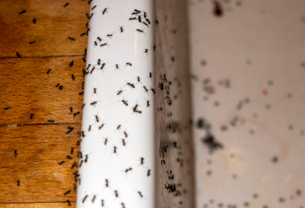 Best Spider Control Near Me  in Quartz Hill, CA